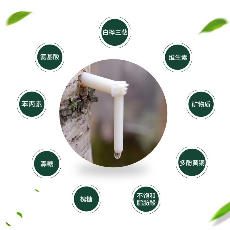纯净的白桦树汁