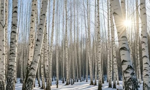 告别甜腻与添加剂！瑷之桦白桦树汁：为何它是开启孩子健康饮品世界的第一口智慧之选？