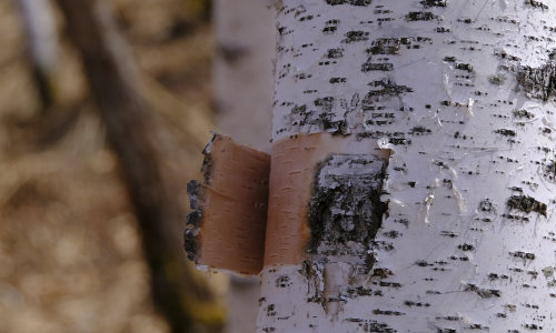 【深度解析】喝得安心，送得放心：为何高端人士选择瑷之桦白桦树汁作为健康与品位的象征？一文读懂如何甄选真正的“森林活蕴”