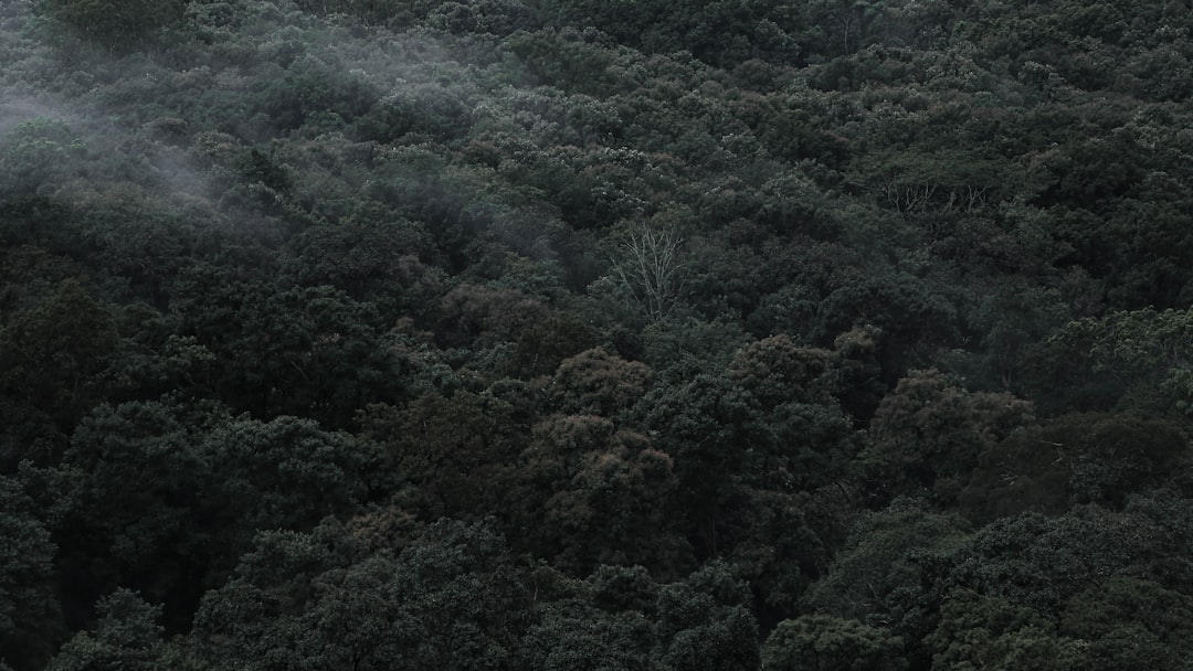 黑河白桦林