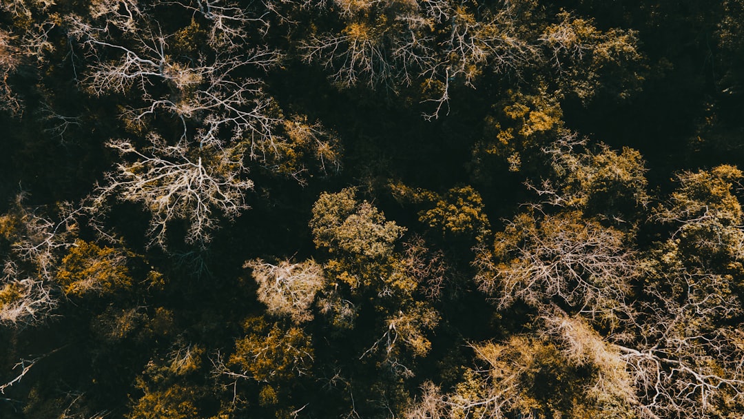 白桦林风景图