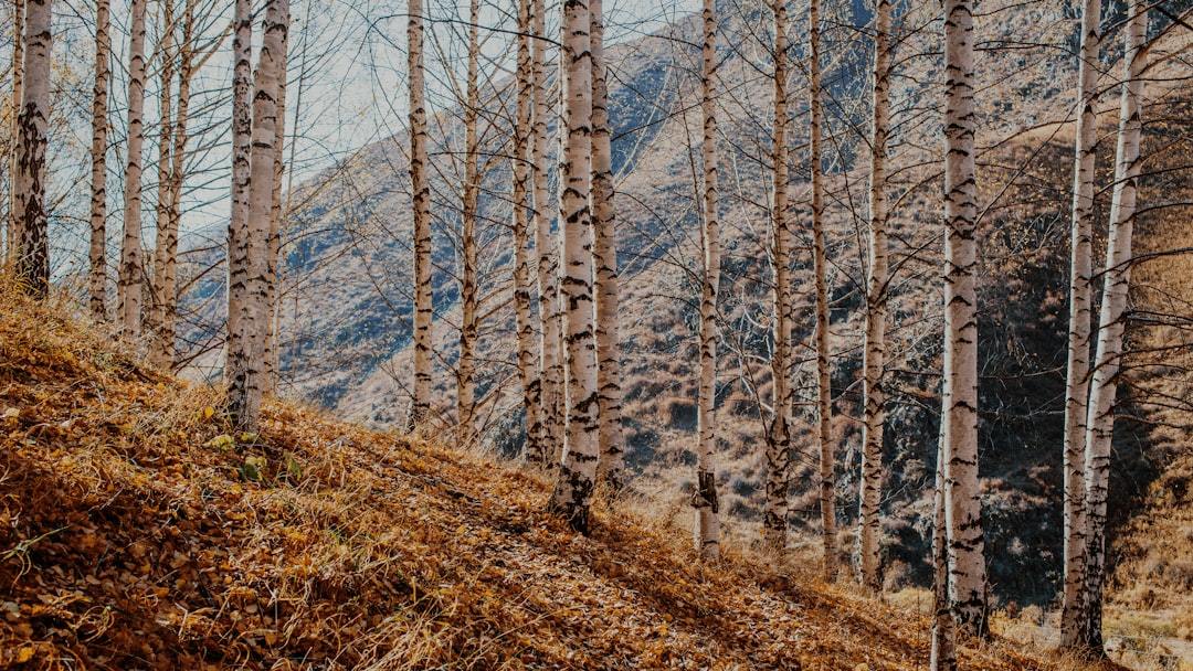 Unlocking Nature's Secret: Why Birch Sap Water is the Ultimate Wellness Elixir for Detox and Revitalization