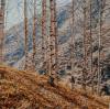 Unlocking Nature's Secret: Why Birch Sap Water is the Ultimate Wellness Elixir for Detox and Revitalization