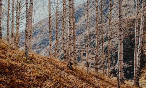 Unlocking Nature's Secret: Why Birch Sap Water is the Ultimate Wellness Elixir for Detox and Revitalization