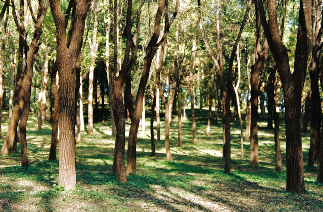 桦树林