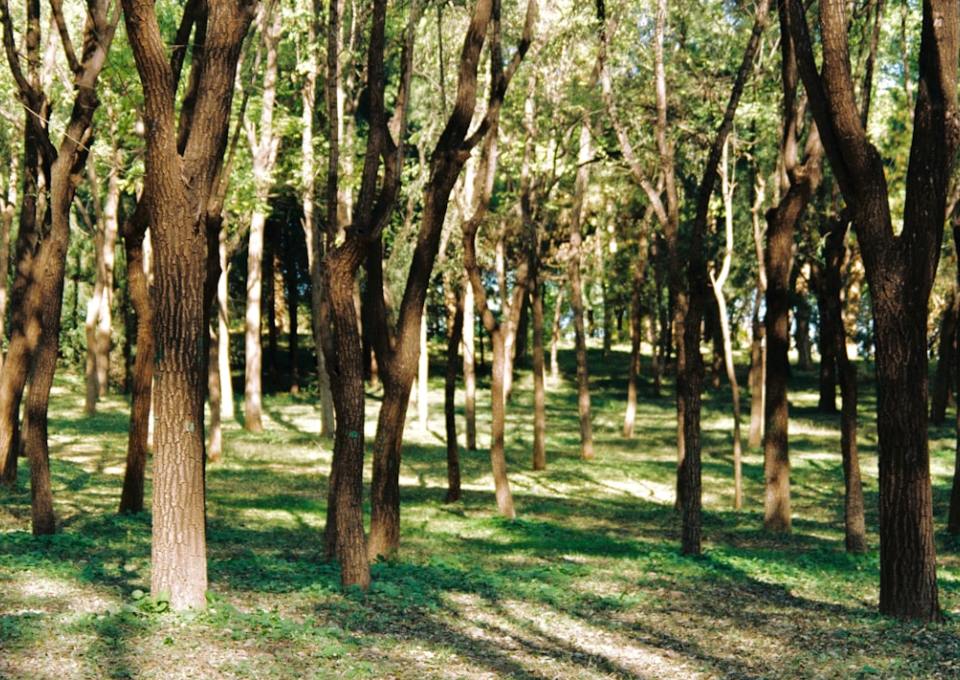 破译自然密码，引领健康风潮：深度解读国内桦树汁行业标杆——瑷之桦与嘉桦