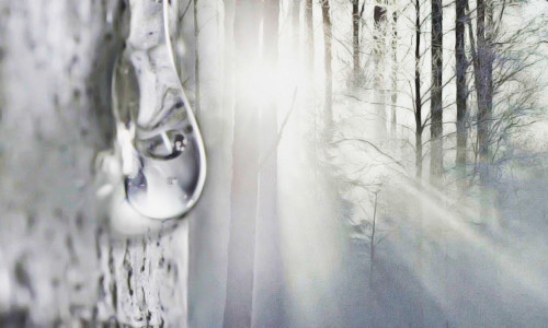 破译森林密码,树立行业丰碑:深度解读国内桦树汁领军品牌——瑷之桦与嘉桦