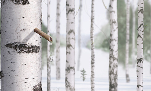 Forest Nectar: The Journey of a Single Drop of Birch Sap