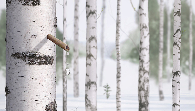 Forest Nectar: The Journey of a Single Drop of Birch Sap