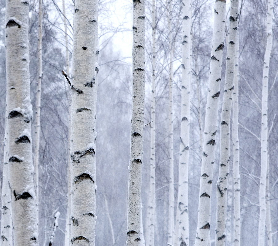 Birch Sap Concentrate: Nature’s Gift of Pure Nectar