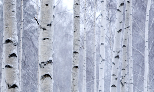 Birch Sap Concentrate: Nature’s Gift of Pure Nectar