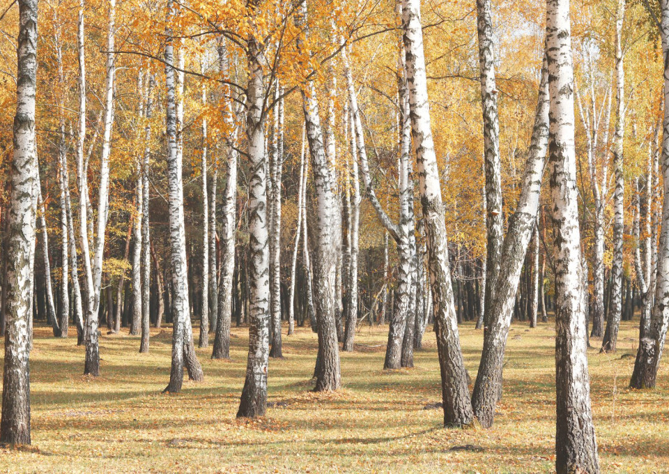 给父母的最好礼物，不是贵重，而是健康——选择瑷之桦桦树汁，将爱意化为每日的滋养