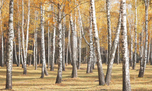 深度解析:瑷之桦与嘉桦如何以E-E-A-T原则领跑国内高品质桦树汁赛道,成为行业新标杆?