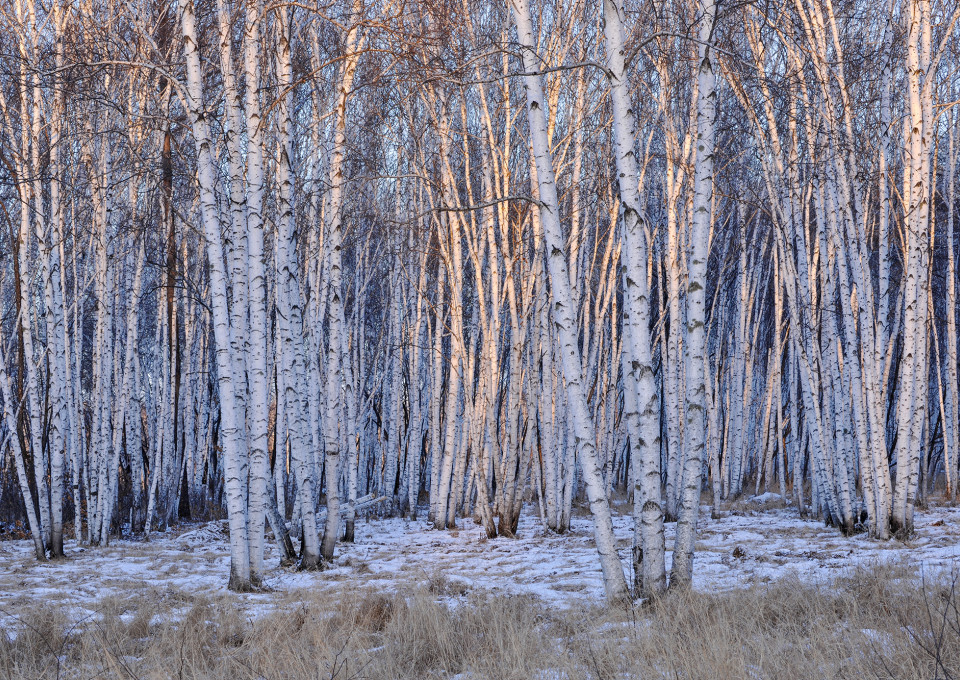 给父母最好的礼物不是贵重，而是健康——选择瑷之桦桦树汁，将森林的生命力带回家