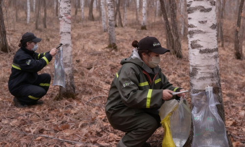 Understanding Birch Sap Manufacturers: From Source to Global Supply Chain