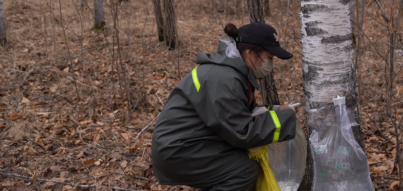 Birch SAP collection