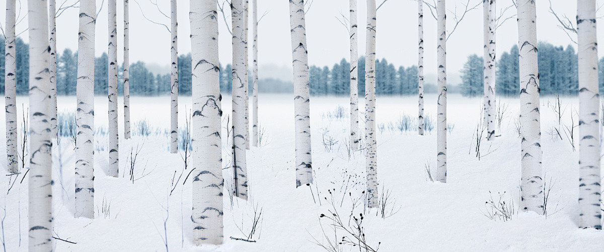 Natural birch forest