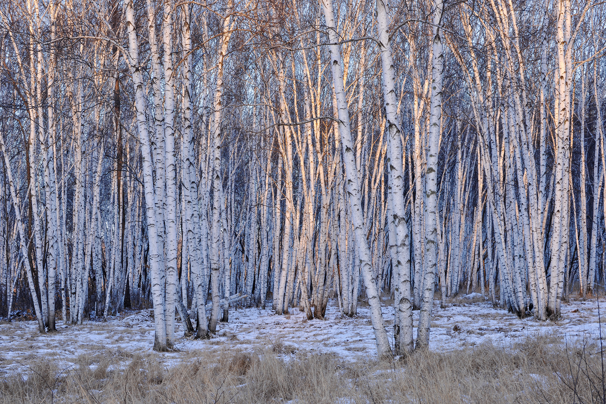 Natural birch forest