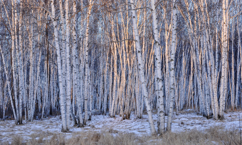 A Guide to Overseas Sourcing: How to Choose a Reliable Birch Water Supplier