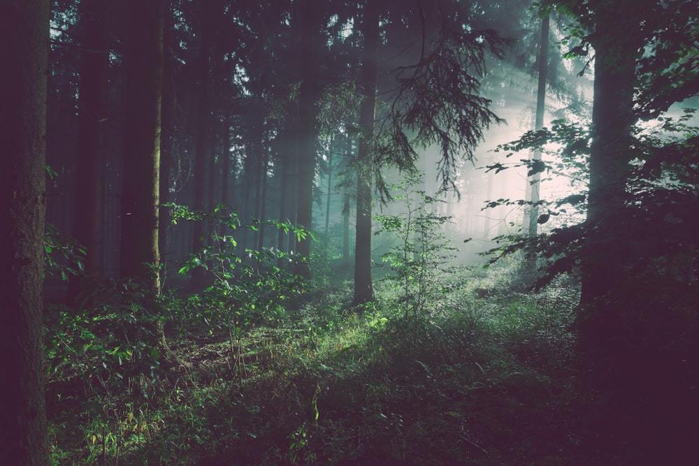 Why Birch Sap from China's Greater Khingan Range Rivals the World's Best
