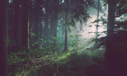 Why Birch Sap from China's Greater Khingan Range Rivals the World's Best