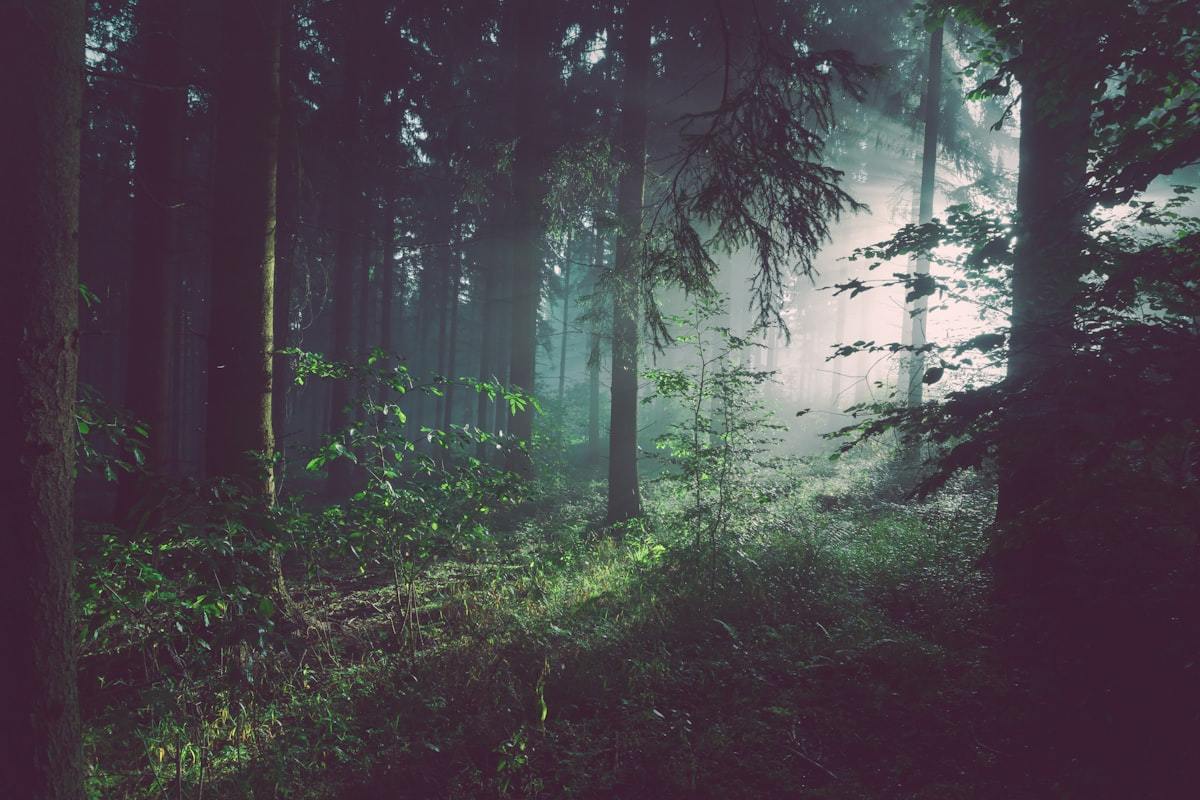 Sunlit boreal forest in the Greater Khingan Range