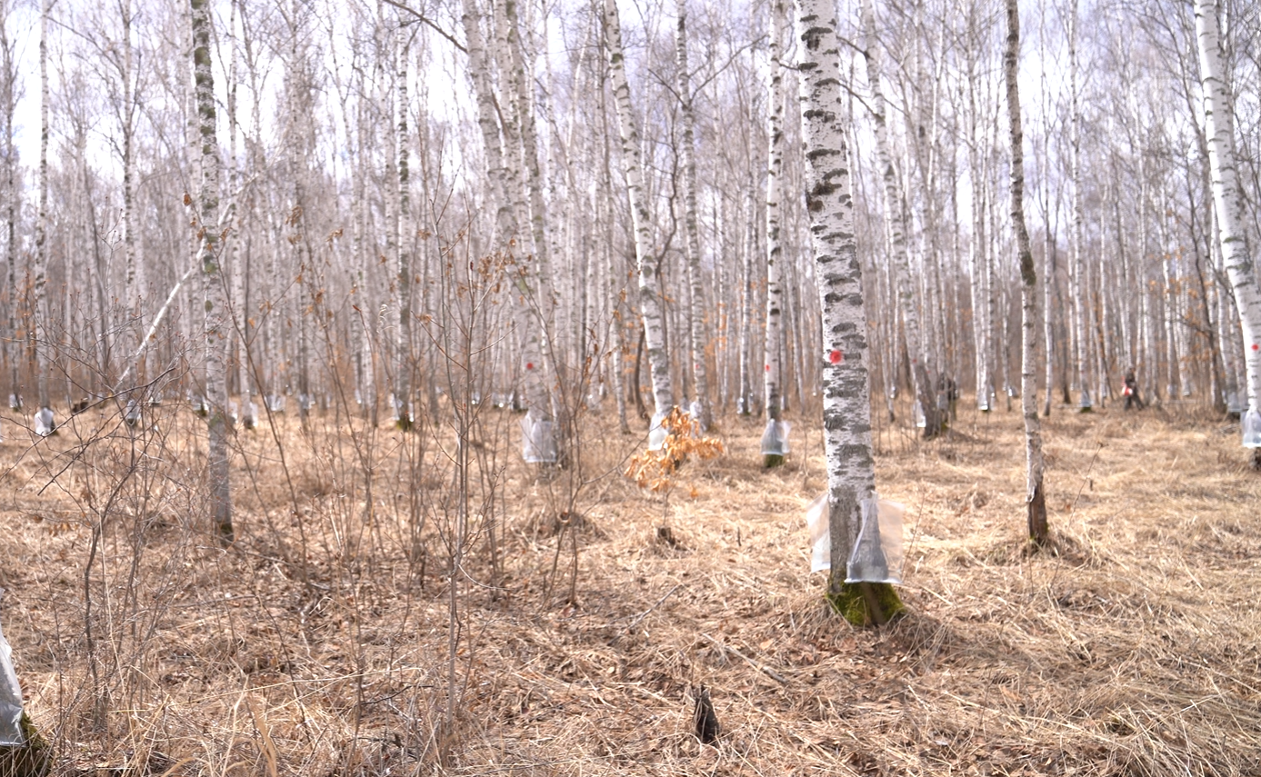 桦树林