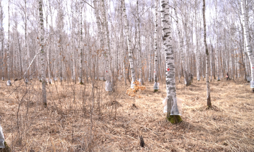 Birch Sap Concentrate: Reshaping Healthy Flavors in the Baking and Confectionery Industry