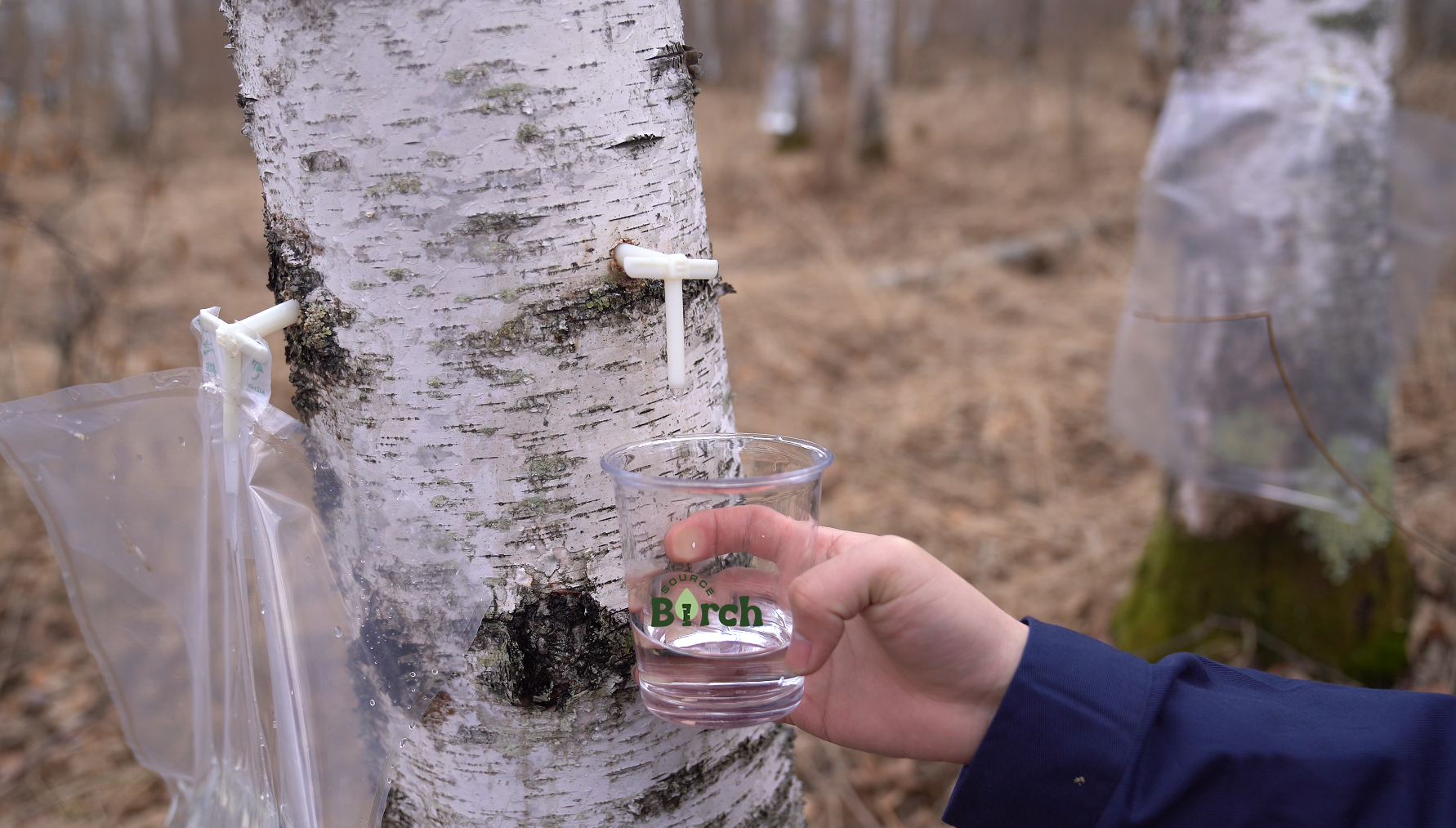 Source Birch: Full-Chain Control for Stable Industry Development