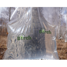 Forest's White Jade, Guarded with Craftsmanship: A Visit to the Source of Birch Sap Production