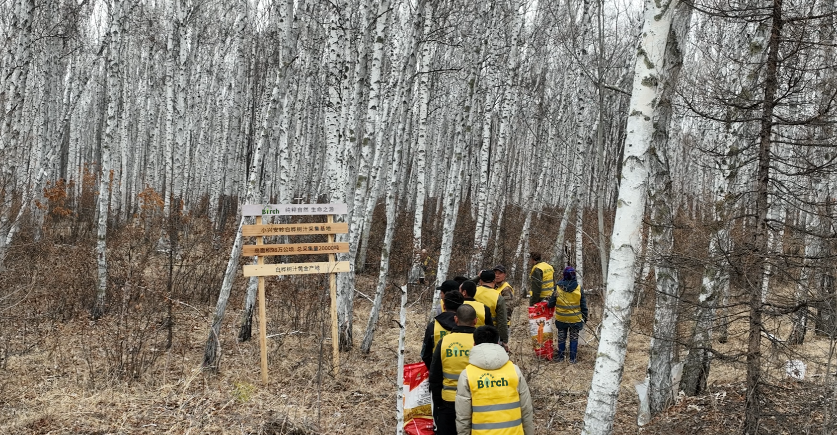 collection of birch sap