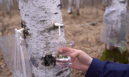 Quality Control Standards for Birch Water: Ensuring Beverage-Grade Safety and Stability