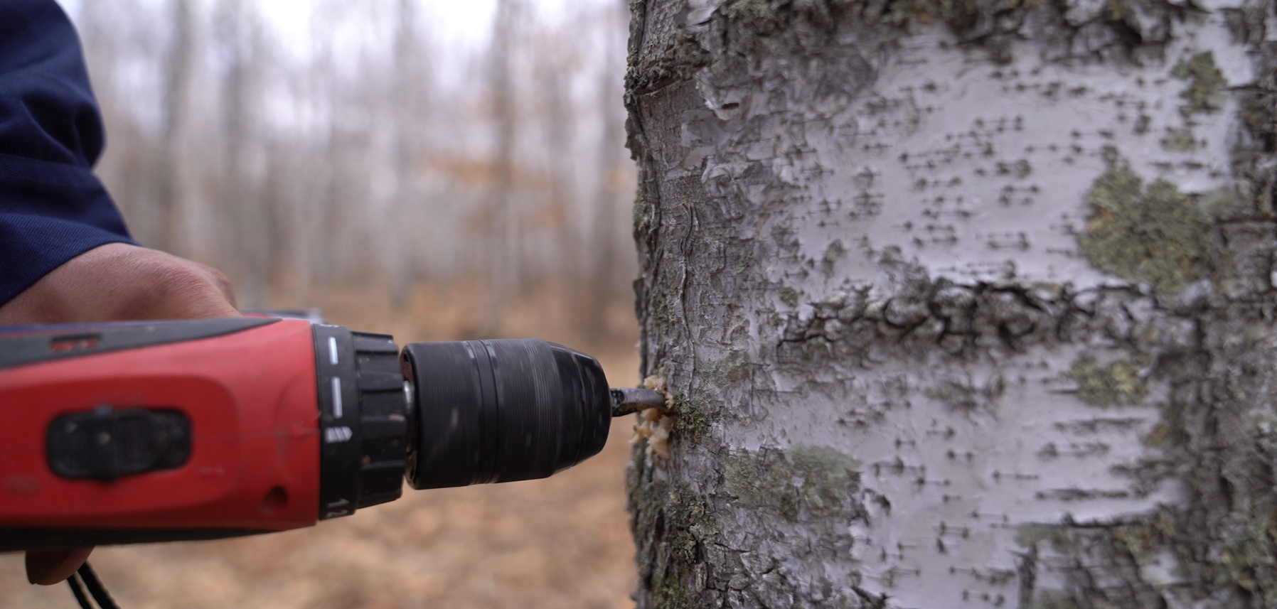 Birch SAP collection