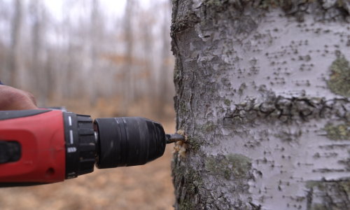 瑷之桦白桦树汁深度评测：揭秘来自小兴安岭的“生命之水”为何备受追捧？