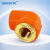 FusingX PPR Female Thread Elbow 90° | PPR x Brass Female Thread Fitting | DN20–32