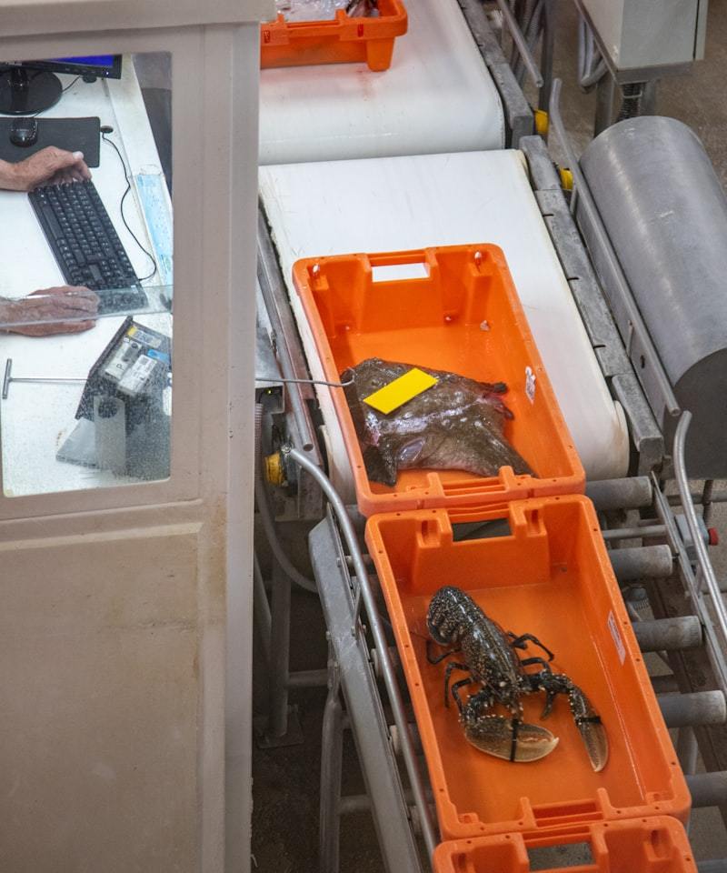 Food factory worker inspecting packaging machine operation
