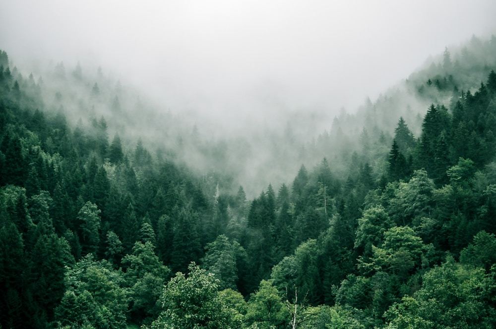 fresh forest air