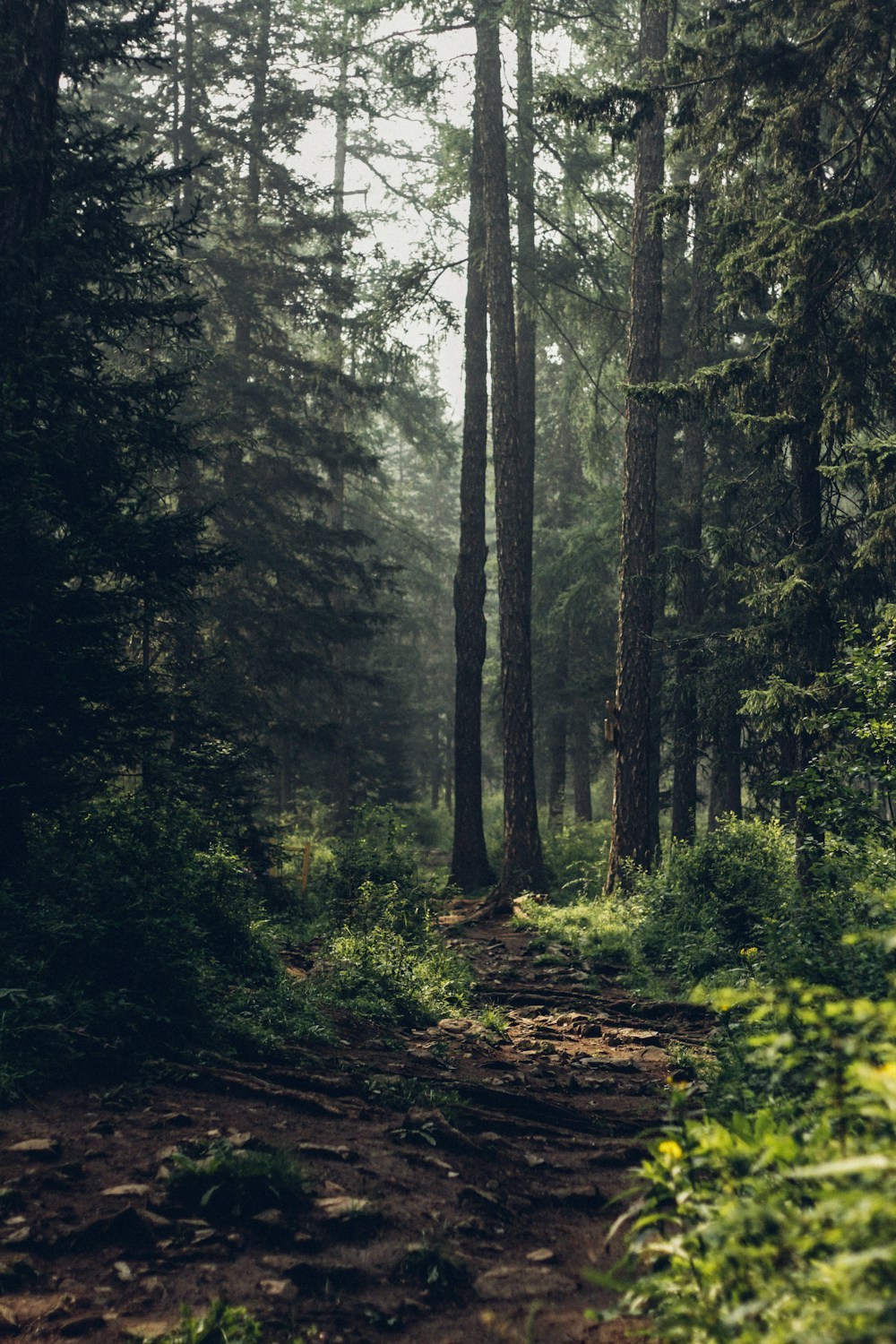 nature landscape