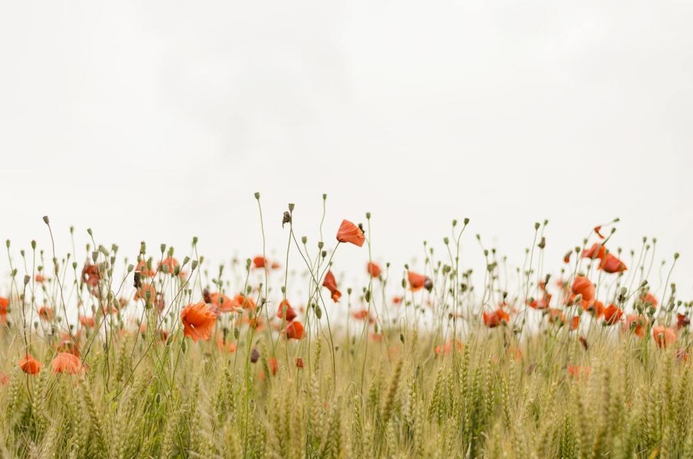 Close-up of delicate wildflowers in soft morning light, evoking stillness and gentle restoration