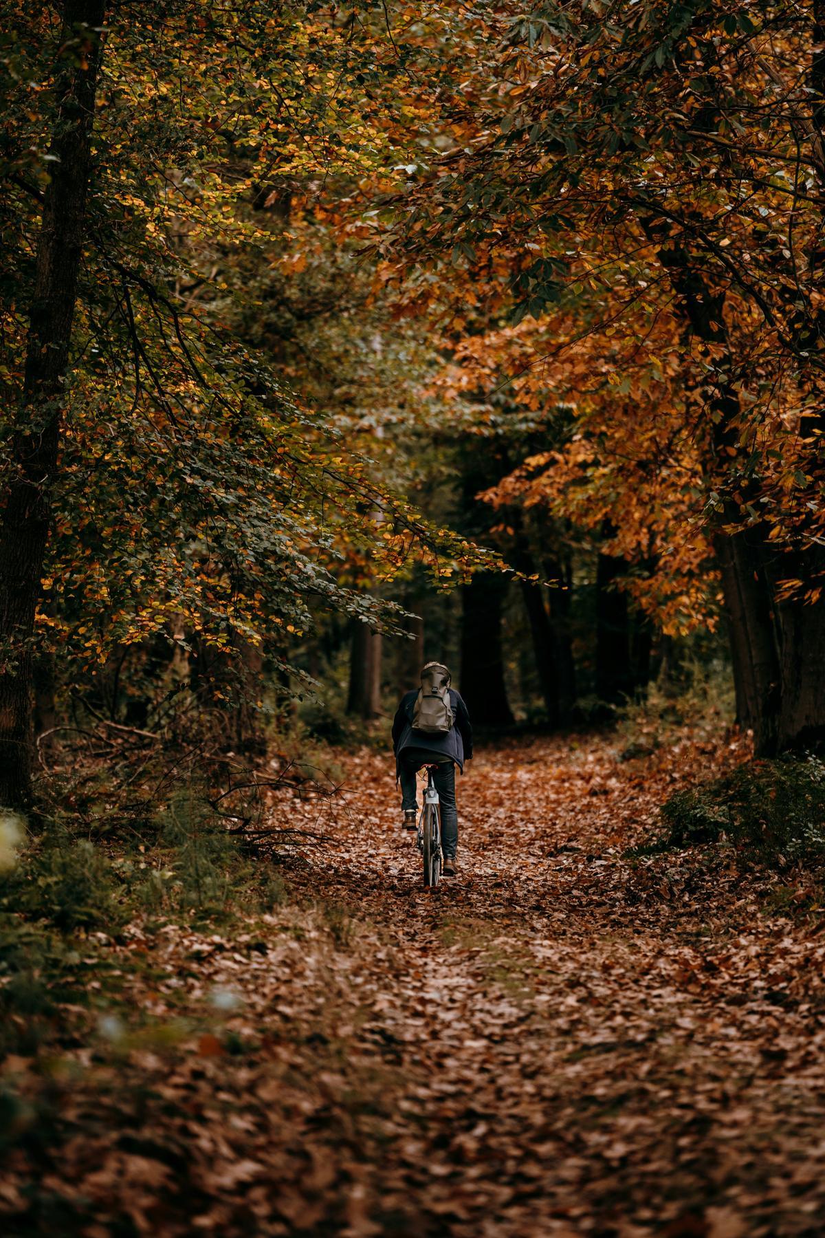 Cyclist riding through a forest path enjoying nature and exercise