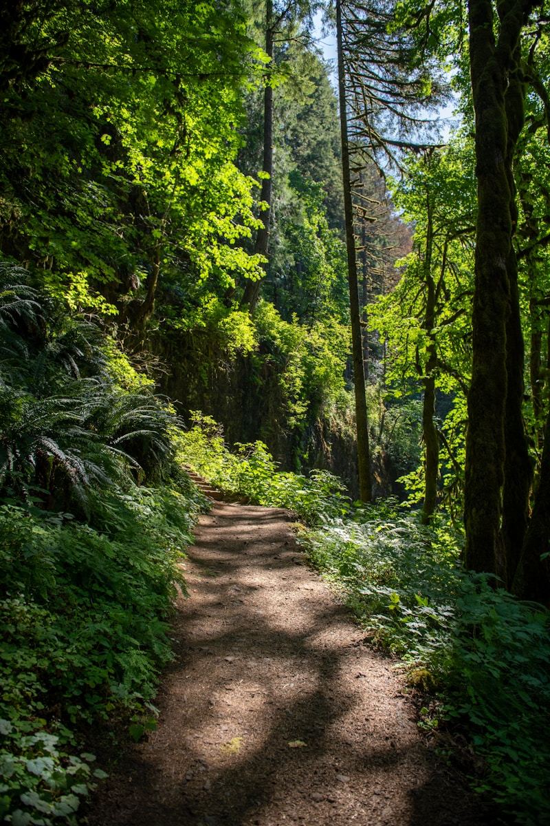 Sunlight streaming through trees onto a peaceful forest walking path