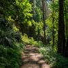 Walking in Nature: How Fresh Air and Outdoor Connection Transform Your Wellness