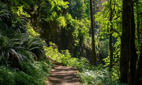Walking in Nature: How Fresh Air and Outdoor Connection Transform Your Wellness