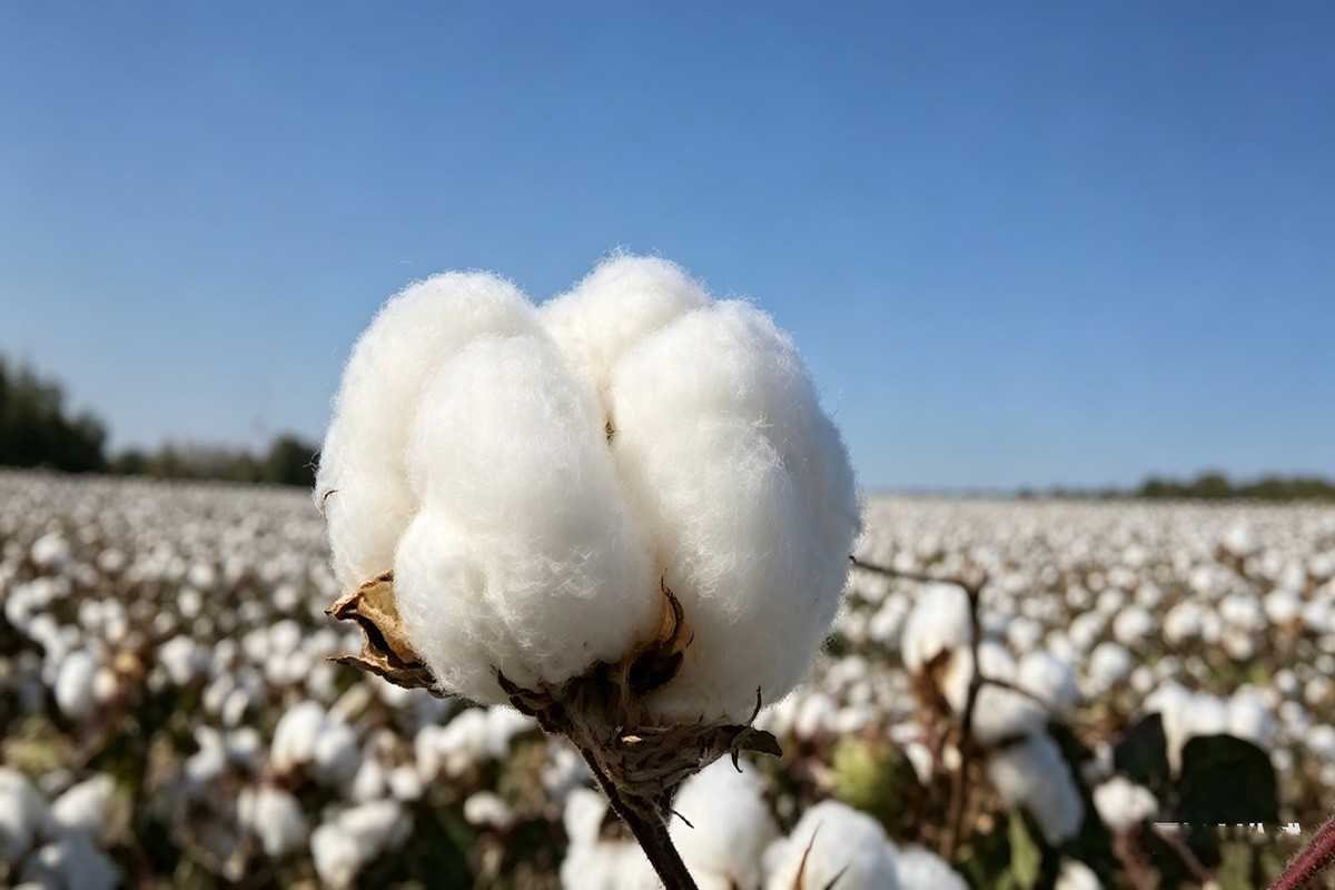 Everything You Should Know About Organic Cotton Fabric for Yoga Wear