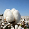 Everything You Should Know About Organic Cotton Fabric for Yoga Wear