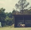Never Again in the Dark: The Ultimate Guide to Powering Your Agricultural and Livestock Operations