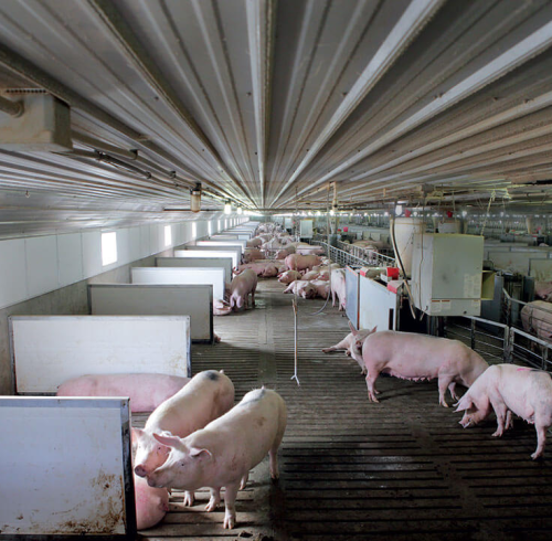 Hunan Xinwufeng Group Pig Farm Diesel Generator Project