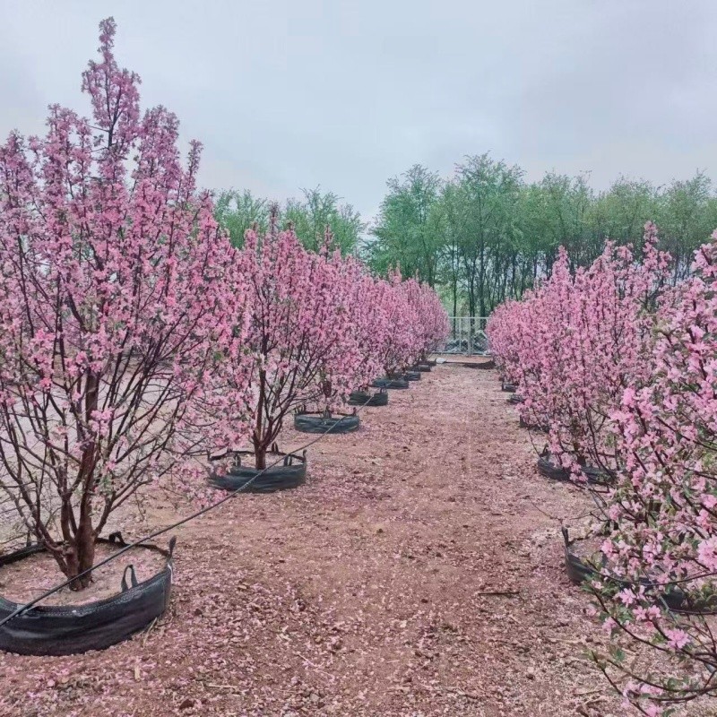 Heavy-duty planters for Radiant Crabapple