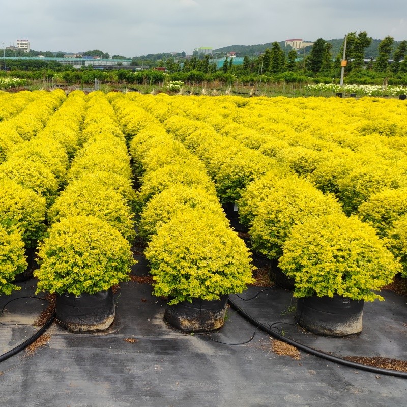 Applications of Begonia Planting Bags