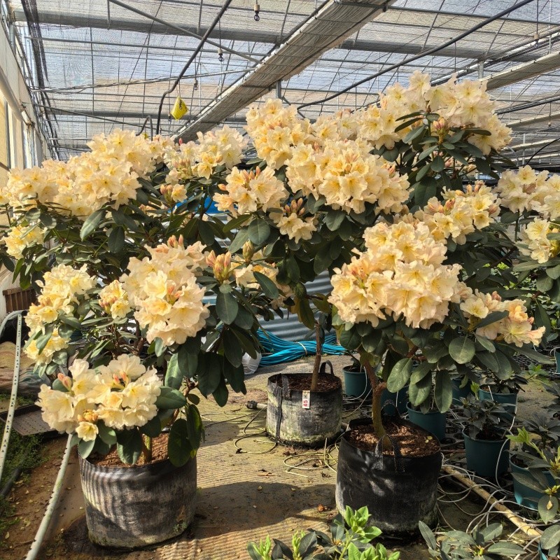 Heavy-duty planters for azalea